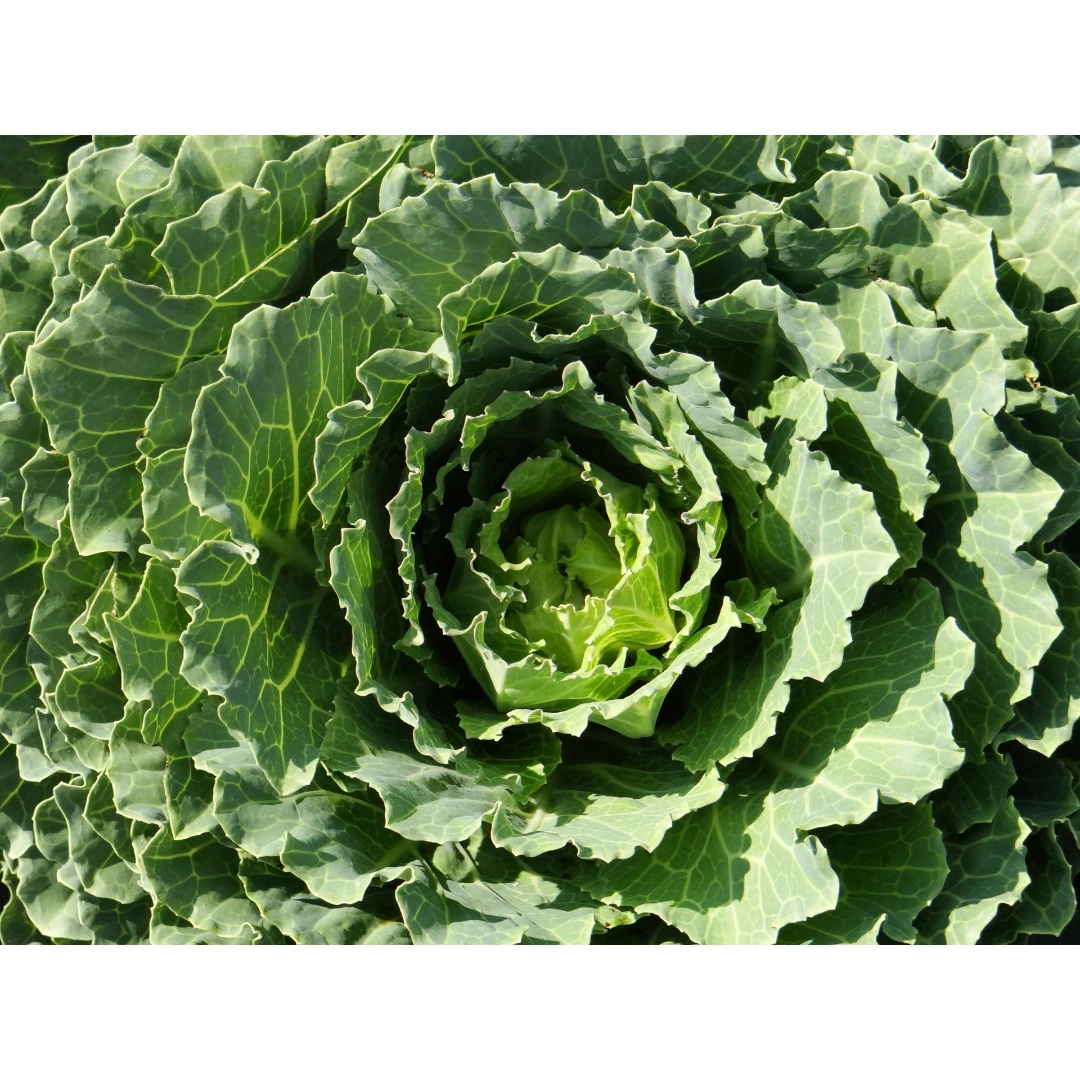 Grünkohl Brassica oleracea var Sabellica Wildackerberatungsstelle