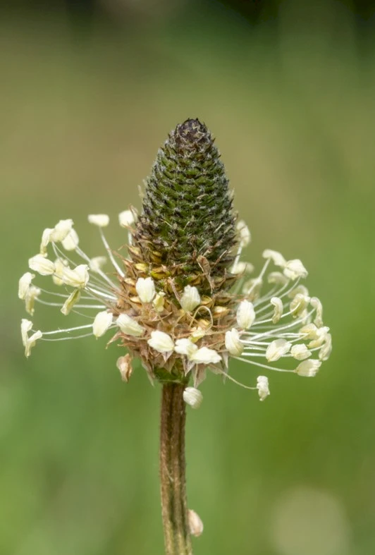 Spitzwegerich Plantago Lanceolata G Wildackerberatungsstelle