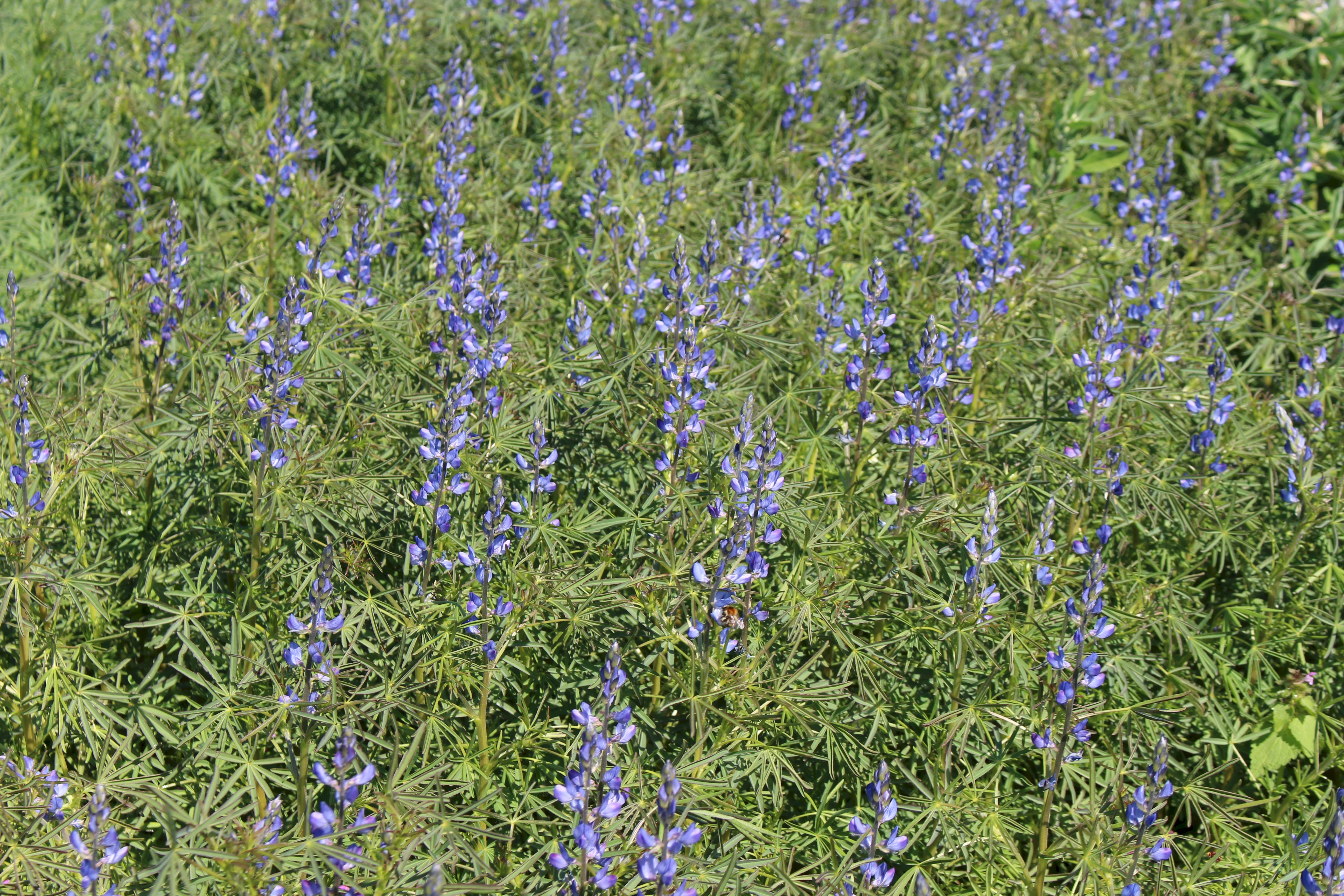 Bitterstoffarme Lupinen blau ZS (Lupinus angustifolius) -  Wildackerberatungsstelle Jehle. Alles fr den Wildacker.