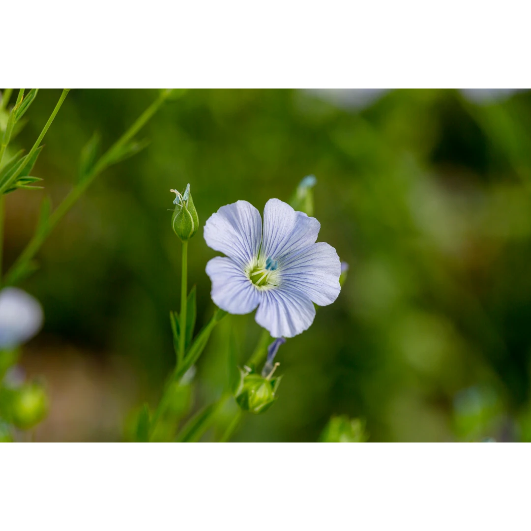 Öllein ZS (Linum usitatissimum) Wildackerberatungsstelle Jehle. Alles