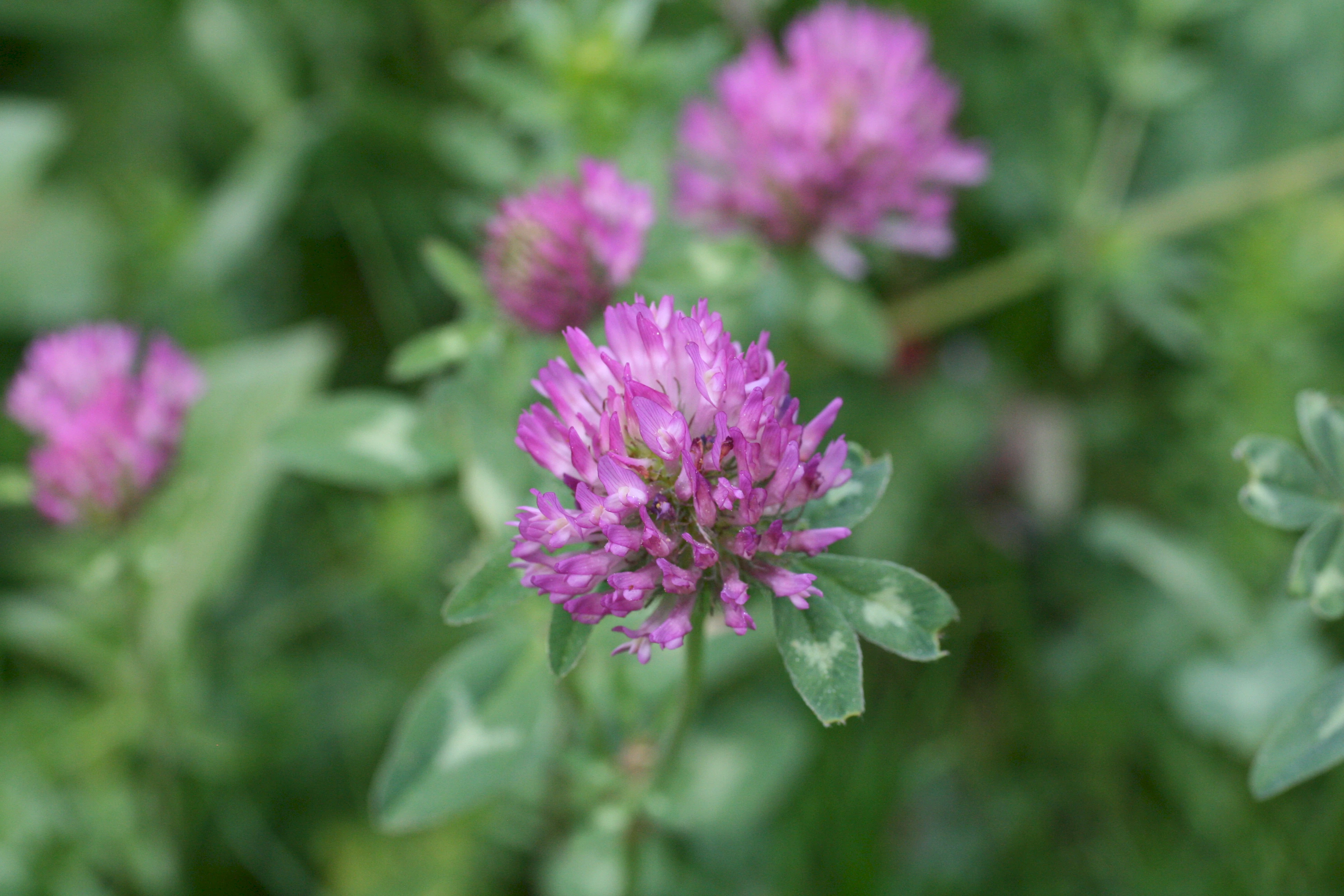 rotklee-wiesenklee-trifolium-pratense-wildackerberatungsstelle