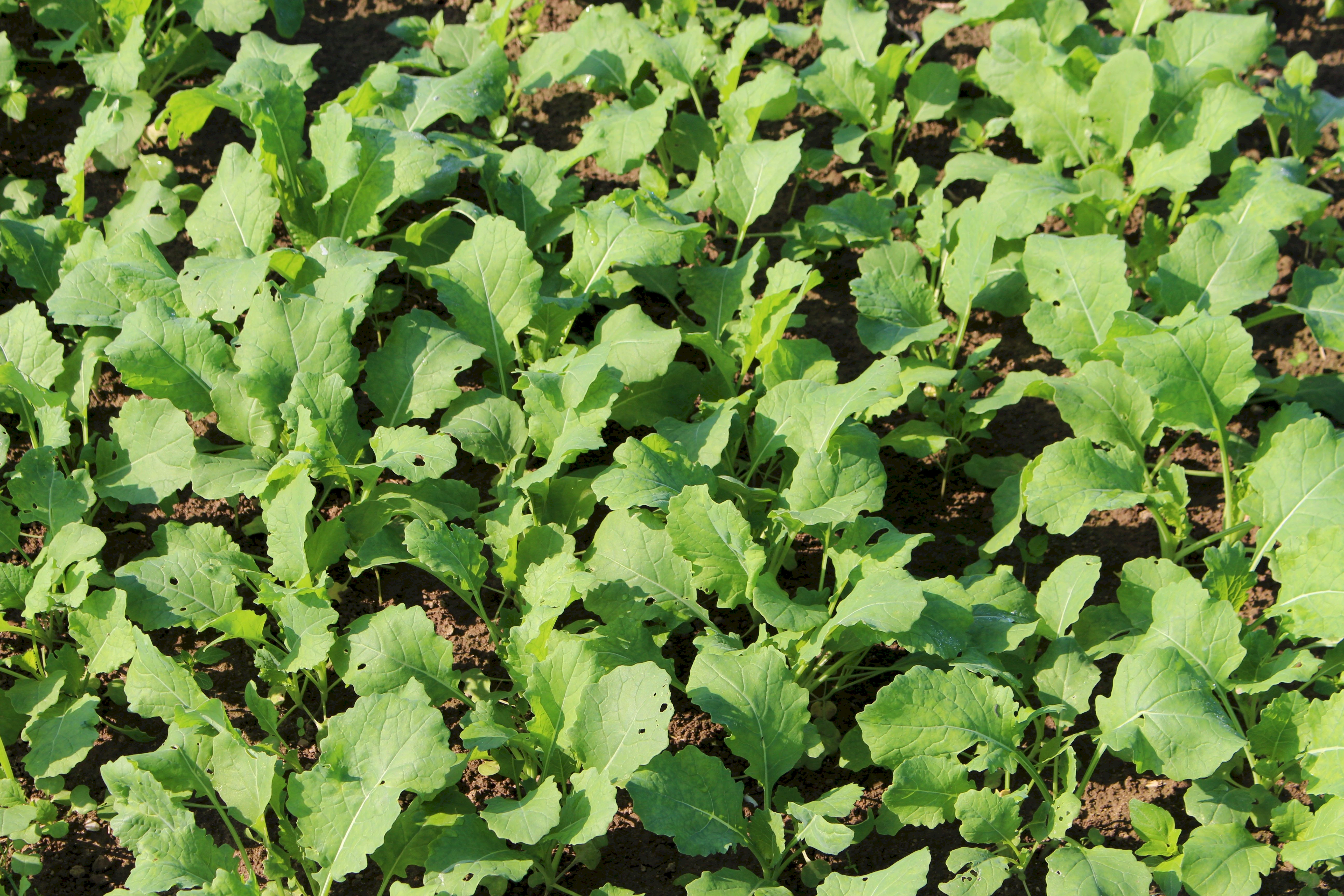 Sommerraps ZS (Brassica napus) - Wildackerberatungsstelle Jehle. Alles fr  den Wildacker.