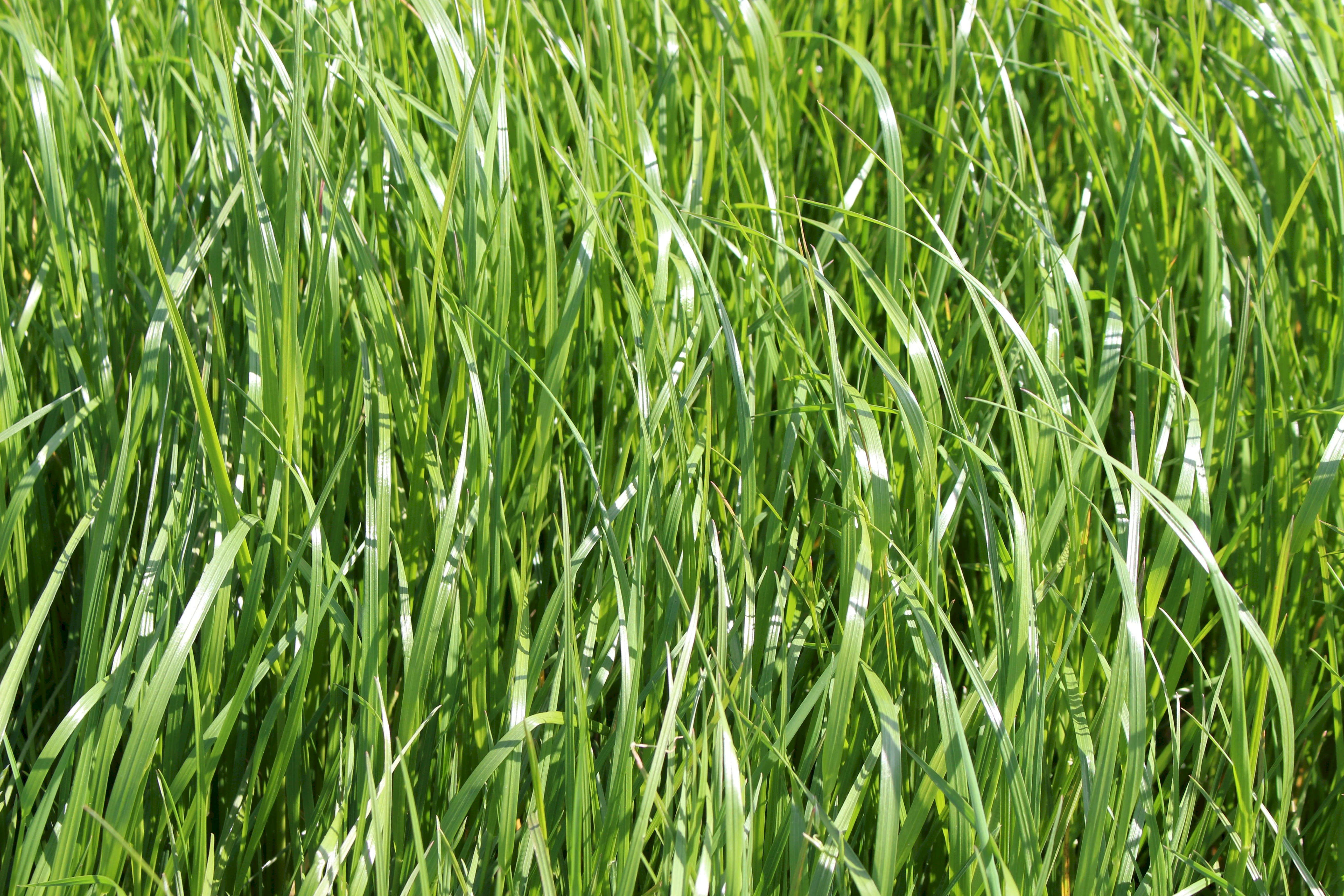 Weidelgras, deutsches ZS (Lolium perenne) - Wildackerberatungsstelle Jehle.  Alles fr den Wildacker.