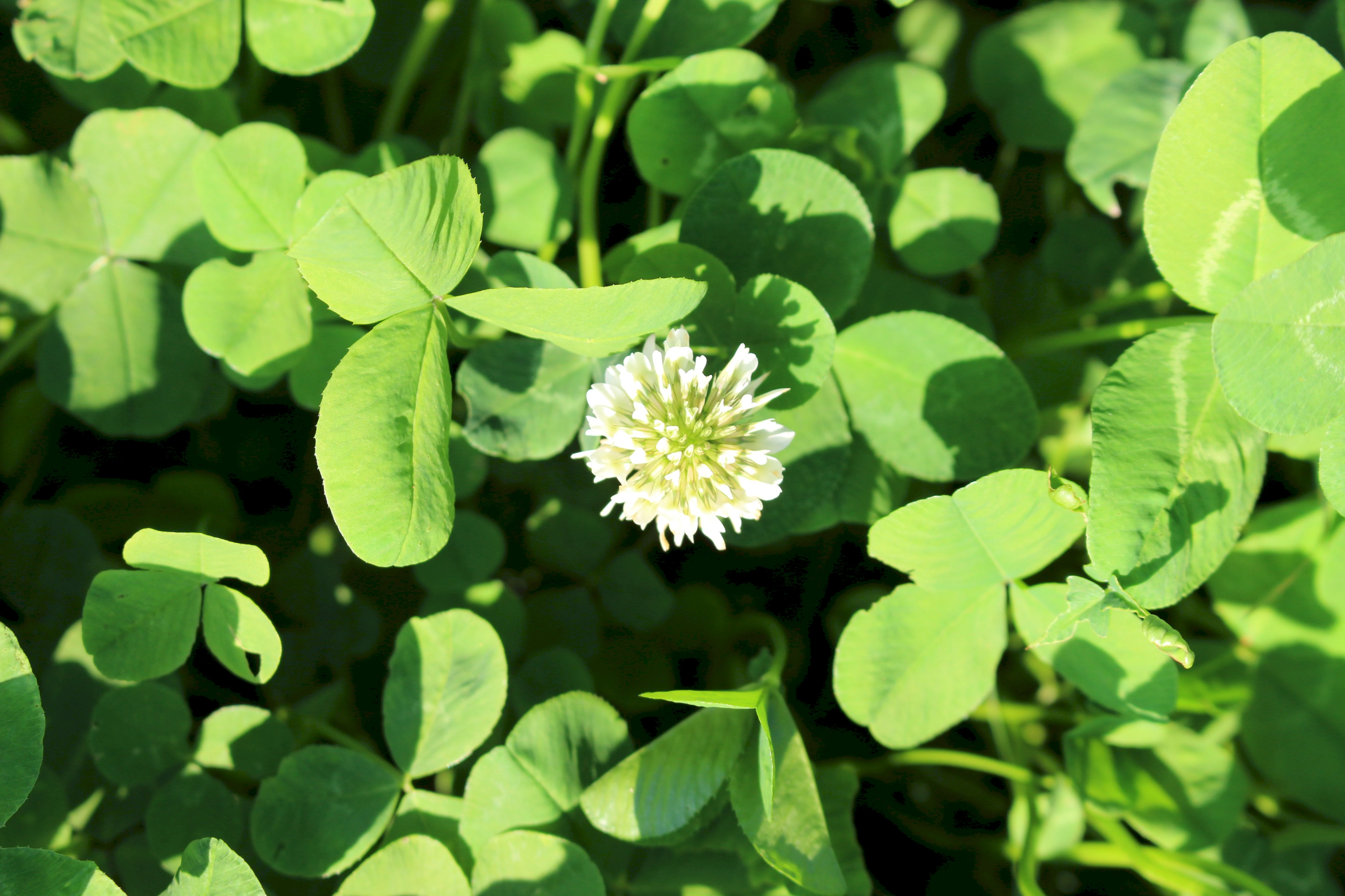 Weißklee ZS (Trifolium repens) - Wildackerberatungsstelle Jehle. Alles ...