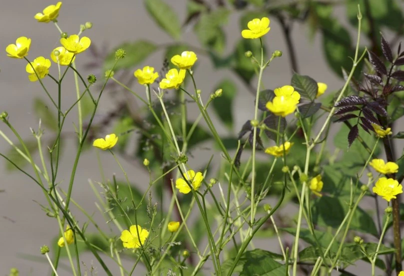 Kriechende Hahnenfu (Ranunculus repens) - Wildackerberatungsstelle Jehle.  Alles fr den Wildacker.