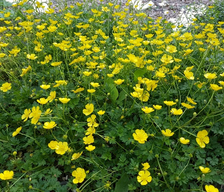 Scharfe Hahnenfu (Ranunculus acris) - Wildackerberatungsstelle Jehle.  Alles fr den Wildacker.