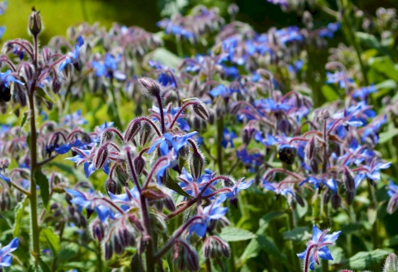 Borretsch Borago Officinalis Wildackerberatungsstelle Jehle Alles borretsch-borago-officinalis-wildackerberatungsstelle-jehle-alles