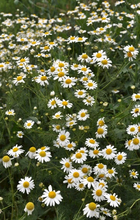 echte Kamille (Matricaria recutita) - Wildackerberatungsstelle Jehle. Alles  fr den Wildacker.