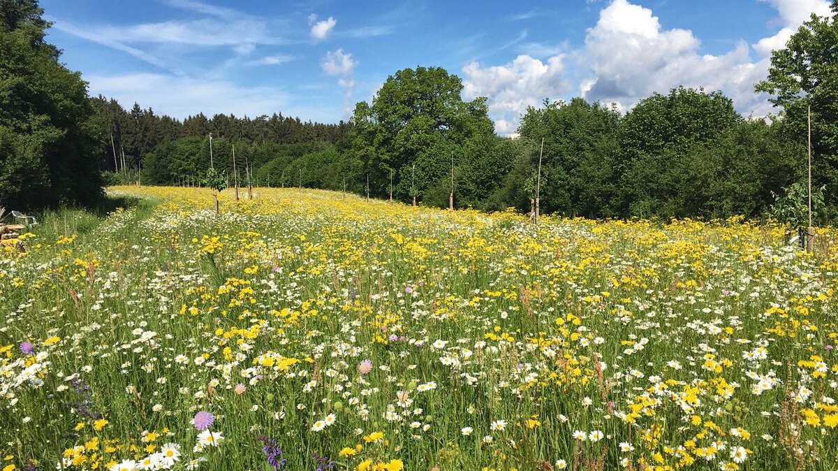UG - Blumenwiese (fr hchste Ansprche und Artenvielfalt) -  Wildackerberatungsstelle Jehle. Alles fr den Wildacker.