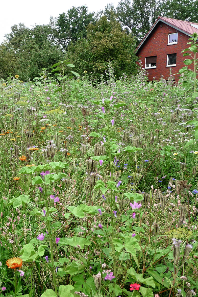Wildacker-Wildsung-Wilddeckung (trocken oder wechselfeucht) -  Wildackerberatungsstelle Jehle. Alles fr den Wildacker.